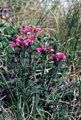 Lousewort (Pedicularis petiolaris)