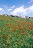 Sheep's Sorrel (Rumex acetosella)