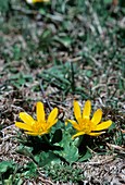 Ranunculus ficaria subsp. nudicaulis