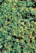 Parsley-piert (Aphanes arvensis)