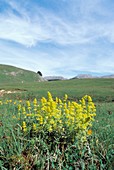 Crosswort (Cruciata laevipes)