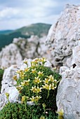 Saxifrage (Saxifraga ampullacea)