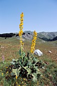 Mullein (Verbascum longifolium)