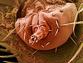 Bat tick mouthparts,SEM