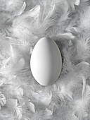 Egg on feathers,conceptual image