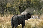 Male African elephant