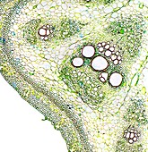 Cucurbita plant stem,light micrograph