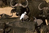 Cape buffalo and cattle egret