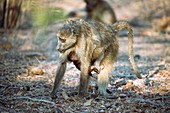 Chacma baboon carrying young