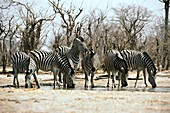 Zebras drinking