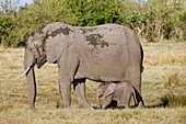 African elephant and calf