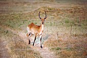 Male red lechwe