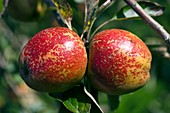 Apples (Malus 'Lord Hindlip')