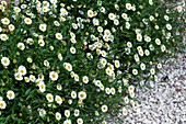 Erigeron karvinskianus 'Vergerette'