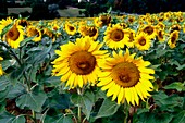 Sunflowers (Helianthus)
