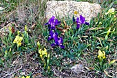 Wild Irises (Iris lutescens)