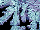 Antihistamine drug crystals,SEM