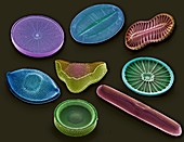 Selection of diatoms,SEM