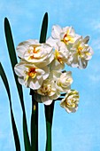 Daffodils (Narcissus 'Sir Winston Churchi
