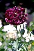 Poppy (Papaver 'Royal Purple')