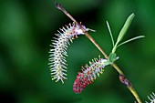 Weeping Willow (Salix x chrysocoma)