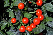 Winter Cherry (Solanum capsicastrum)