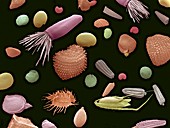 Mixture of flower and grass seeds,SEM