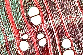 Wood,light micrograph