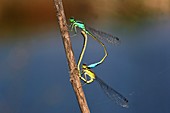 Mating damselflies