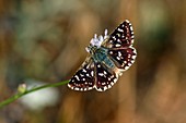 Mallow skipper butterfly