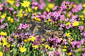 Greek tortoise in a field of wild flowers