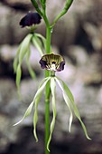 Cockleshell Orchid (Encyclia cochleata)