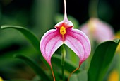 Orchid (Masdevallia 'Chloe Marie')