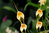 Orchid (Masdevallia 'Falcons Gold')