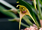 Orchid (Masdevallia peristeria)