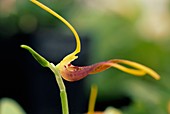 Orchid (Masdevallia stenorchynchos)