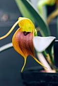 Orchid (Masdevallia velifera)