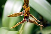 Orchid (Maxillaria cucullata)