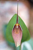 Orchid (Restrepia elegans)