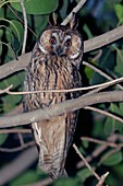 Young long-eared owl feeding