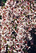 Cherry (Prunus 'Snow Showers')