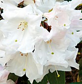 Rhododendron 'Silver Moon'