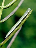 Caterpillar (Anthocharis cardamines)