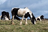 Shire horses