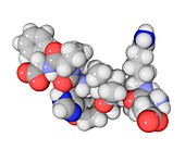 Angiotensin II molecule