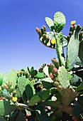 Prickly pear cactus flower (Opuntia sp.)