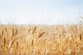 Ripe ears of barley in a field