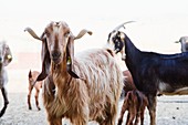 Farming of mediterranean goats