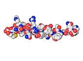 Glucagon hormone molecule