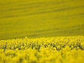 Oilseed Rape (Brassica napus)